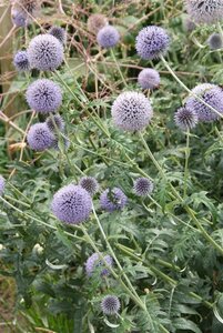 Echinops ritro 'Veitch's Blue' P9 - afbeelding 2
