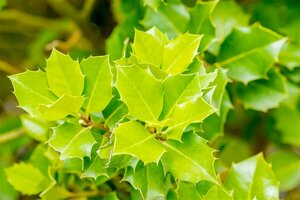 Ilex 'Nellie R. Stevens' ST. 150 C. 
