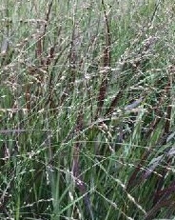 Panicum virgatum 'Sangria'