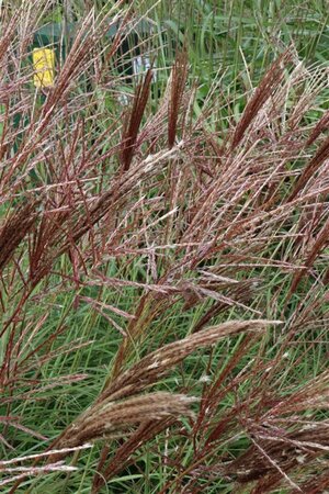 Miscanthus sinensis 'Red Chief' - afbeelding 1