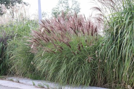 Miscanthus sinensis 'Red Chief' - afbeelding 9