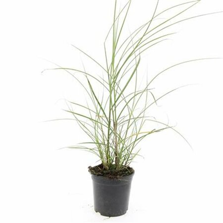 Miscanthus sinensis 'Red Chief' - afbeelding 5