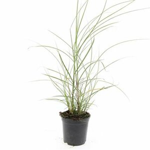 Miscanthus sinensis 'Red Chief' - afbeelding 5