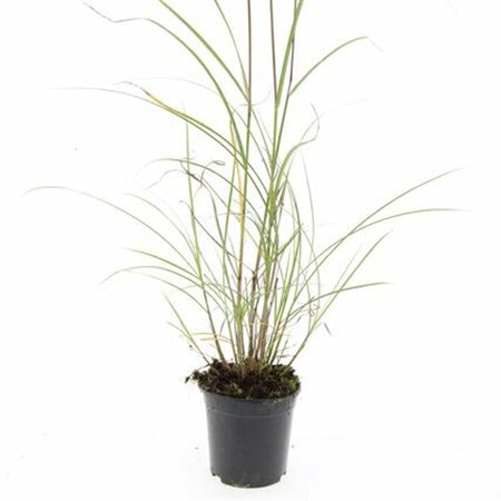 Miscanthus sinensis 'Red Chief' - afbeelding 4