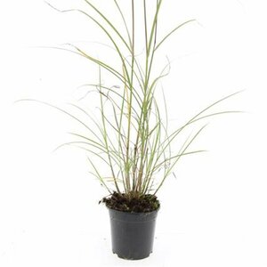 Miscanthus sinensis 'Red Chief' - afbeelding 4