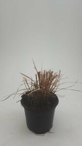 Miscanthus sinensis 'Red Chief' - afbeelding 3