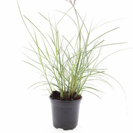 Miscanthus sinensis 'Red Chief' - afbeelding 2