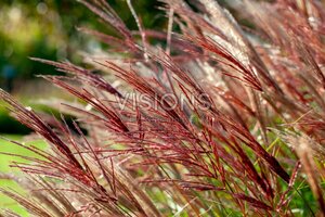 Miscanthus sinensis 'Red Chief' - afbeelding 7