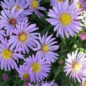 Aster 'Wood's Light Blue' P9