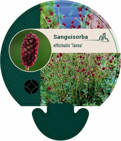 Sanguisorba officinalis 'Tanna' P9 - afbeelding 1