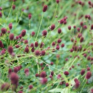 Sanguisorba officinalis 'Tanna' P9 - afbeelding 2