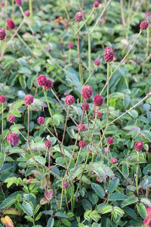 Sanguisorba officinalis 'Tanna' P9 - afbeelding 4