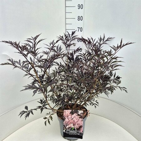 Sambucus nigra 'Black Lace' - afbeelding 1