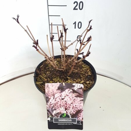 Sambucus nigra 'Black Lace' - afbeelding 5