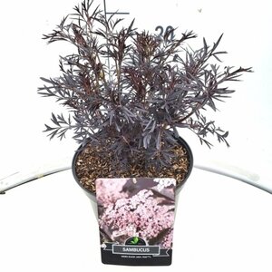 Sambucus nigra 'Black Lace' - afbeelding 4