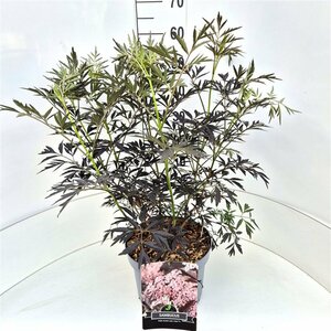 Sambucus nigra 'Black Lace' - afbeelding 2