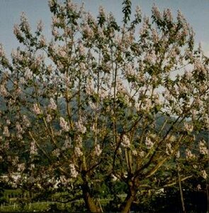 Paulownia tomentosa 12-14 C.