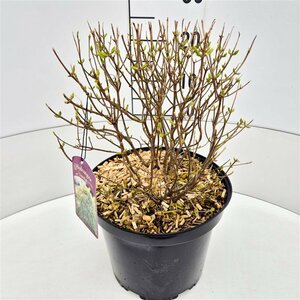 Hydrangea paniculata 'Limelight' - afbeelding 5