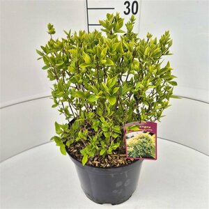 Hydrangea paniculata 'Limelight' - afbeelding 4
