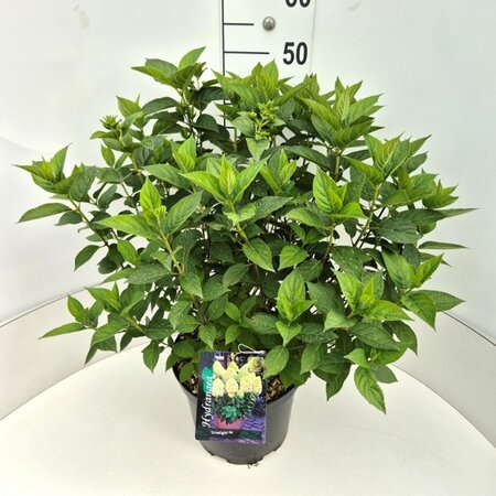 Hydrangea paniculata 'Limelight' - afbeelding 4