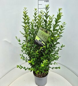 Ligustrum ovalifolium 60/80 C. - afbeelding 4