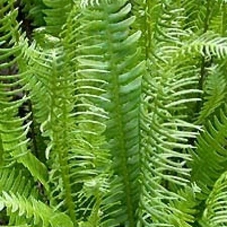 Blechnum spicant P11 - afbeelding 5