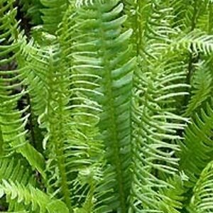Blechnum spicant P11 - afbeelding 5