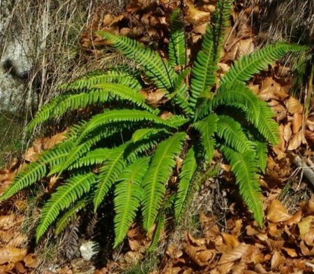 Blechnum spicant P11 - afbeelding 7