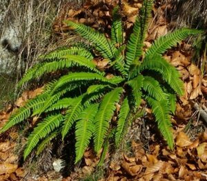 Blechnum spicant P11 - afbeelding 7
