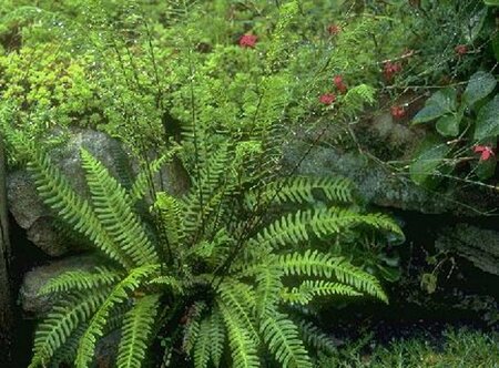Blechnum spicant P11 - afbeelding 3