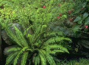 Blechnum spicant P11 - afbeelding 3