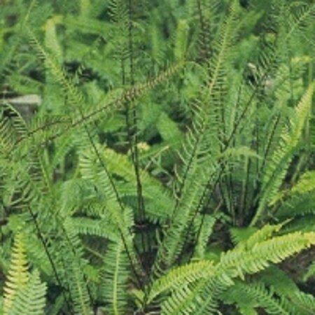 Blechnum spicant P11 - afbeelding 6
