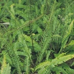 Blechnum spicant P11 - afbeelding 6