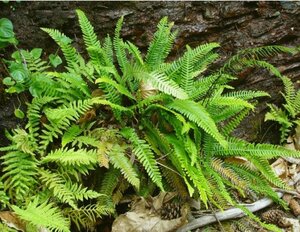 Blechnum spicant P11 - afbeelding 8
