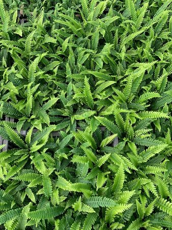 Blechnum spicant P11 - afbeelding 4