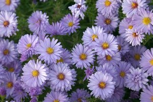 Aster dumosus 'Lady in Blue' P9 - afbeelding 4