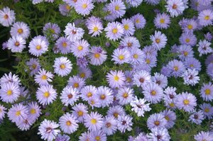 Aster dumosus 'Lady in Blue' P9 - afbeelding 6