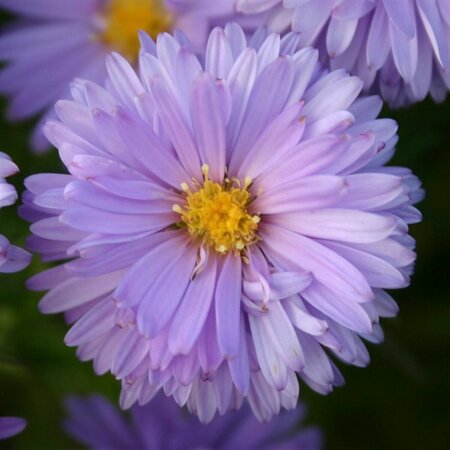 Aster dumosus 'Lady in Blue' P9 - afbeelding 7