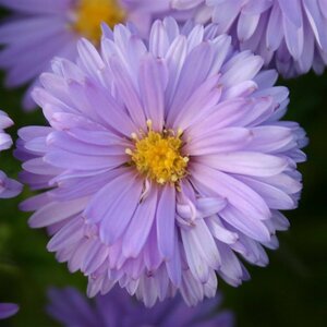 Aster dumosus 'Lady in Blue' P9 - afbeelding 7