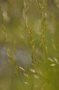 Festuca gautieri P9