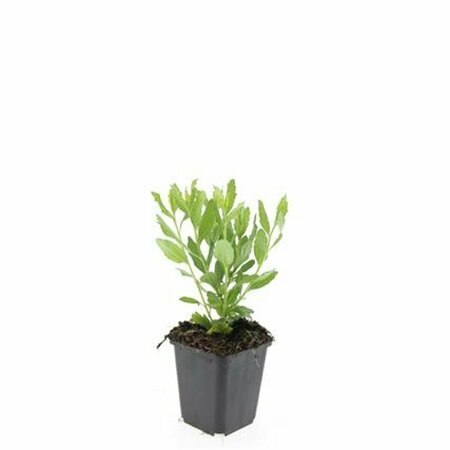 Aster ageratoides 'Ashvi' P9 - afbeelding 8