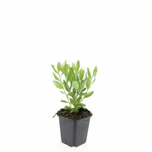 Aster ageratoides 'Ashvi' P9 - afbeelding 8
