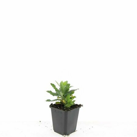 Aster ageratoides 'Ashvi' P9 - afbeelding 3