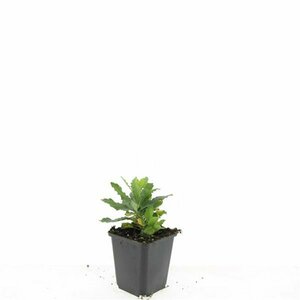 Aster ageratoides 'Ashvi' P9 - afbeelding 3