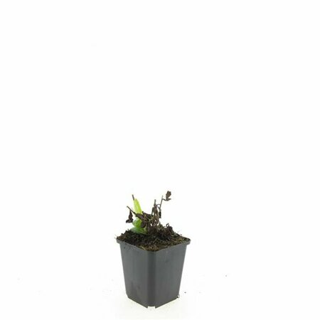 Aster ageratoides 'Ashvi' P9 - afbeelding 4