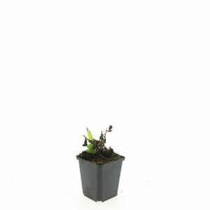 Aster ageratoides 'Ashvi' P9 - afbeelding 4