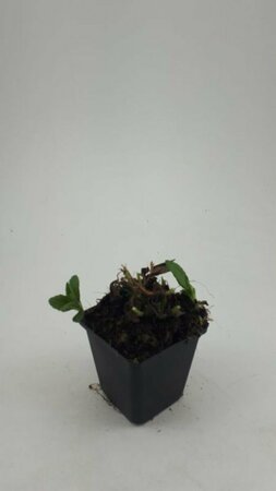 Aster ageratoides 'Ashvi' P9 - afbeelding 5