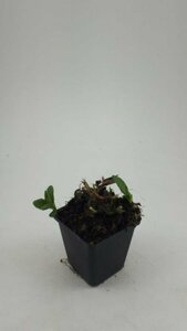 Aster ageratoides 'Ashvi' P9 - afbeelding 5