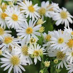 Aster ageratoides 'Ashvi' P9 - afbeelding 6