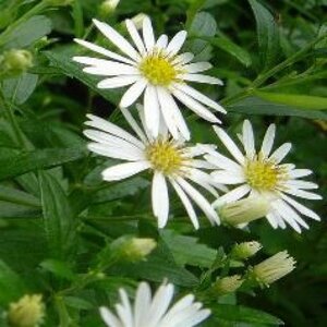 Aster ageratoides 'Ashvi' P9 - afbeelding 7